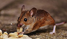 tree-injection-for-pest-control Experts in Ellard